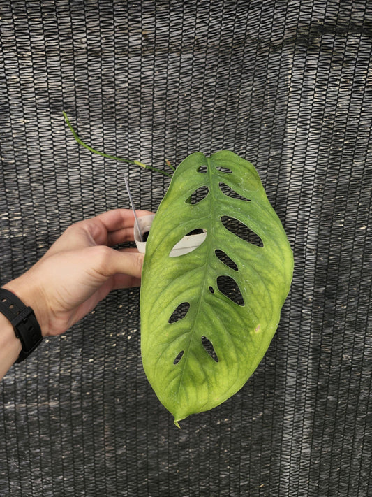 Monstera Obliqua Yasuni - Ecuador
