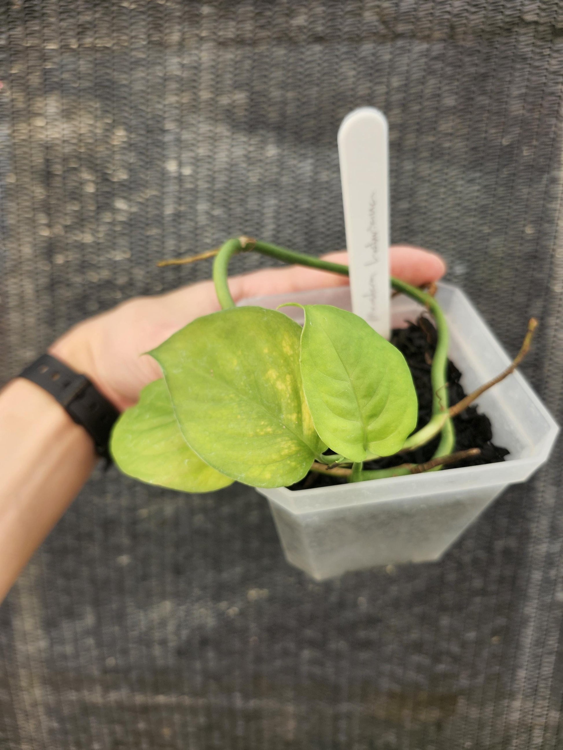 Monstera Lechleriana