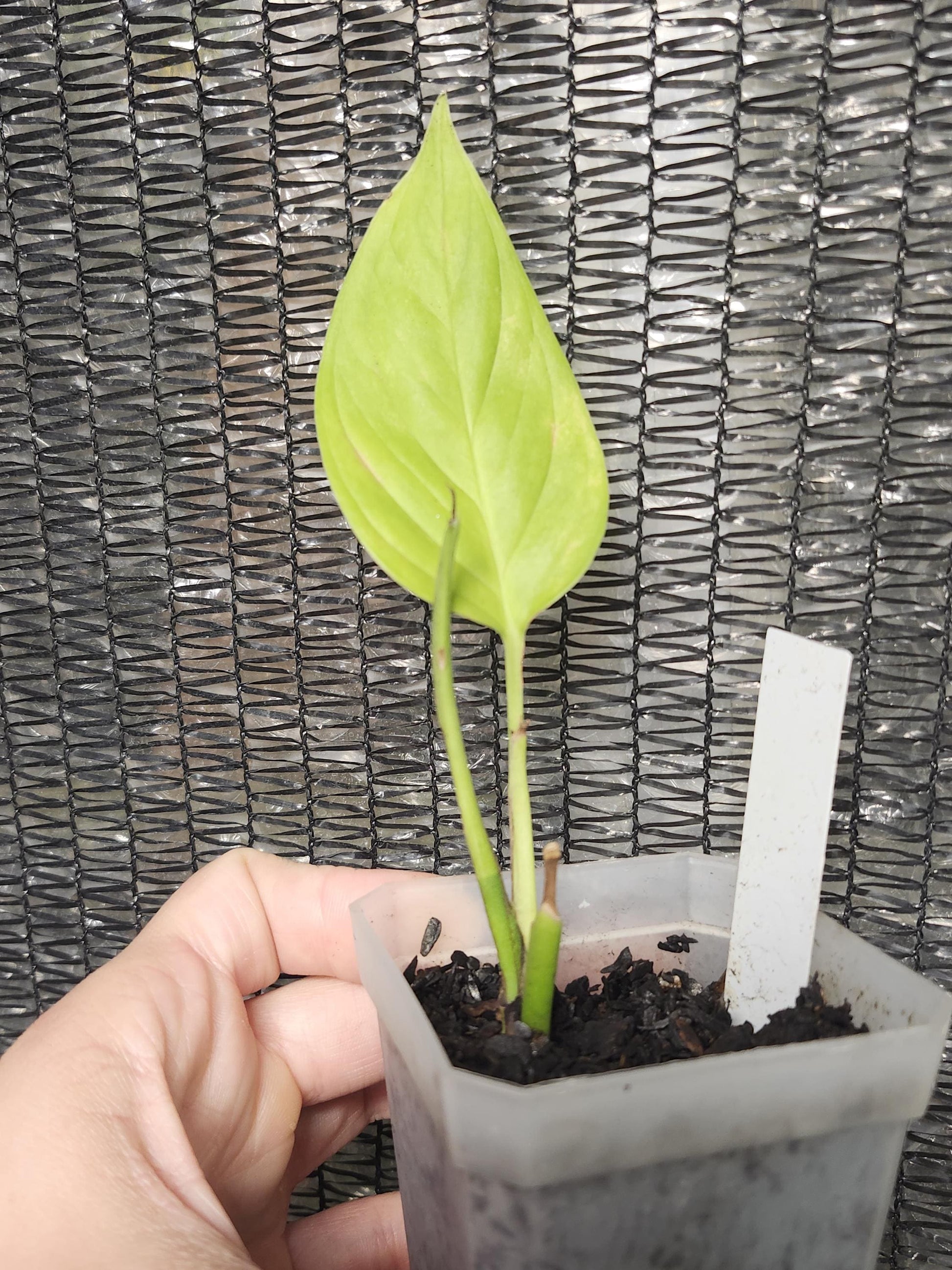 Monstera Adansonii Var. Explitivii