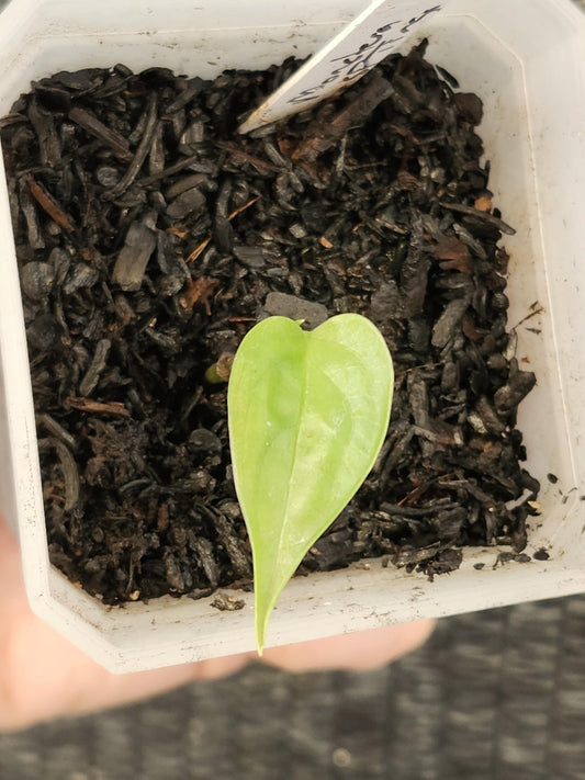 Monstera Sp Tingo