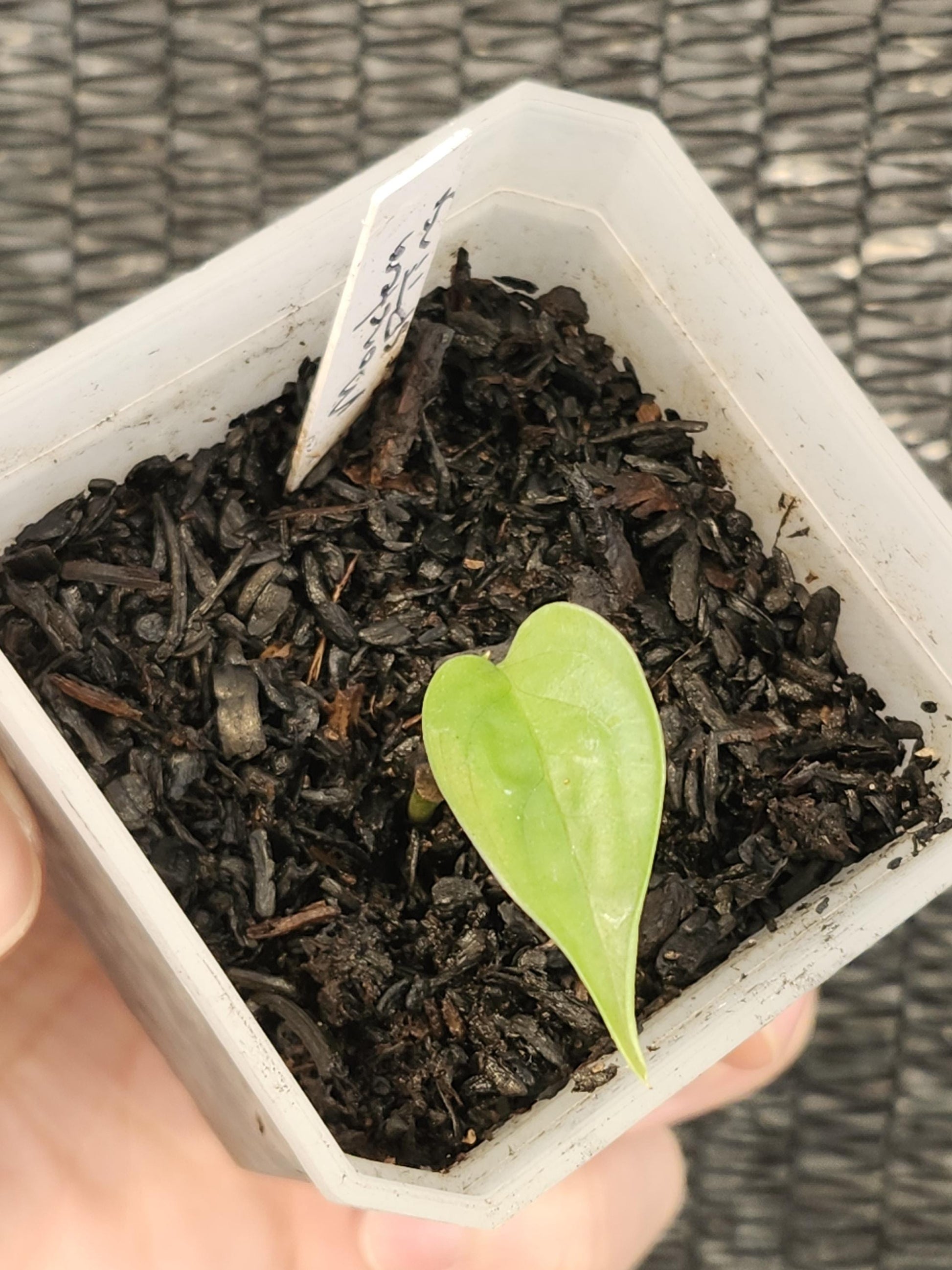 Monstera Sp Tingo