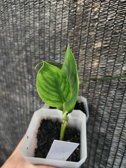 Monstera Integrifolia