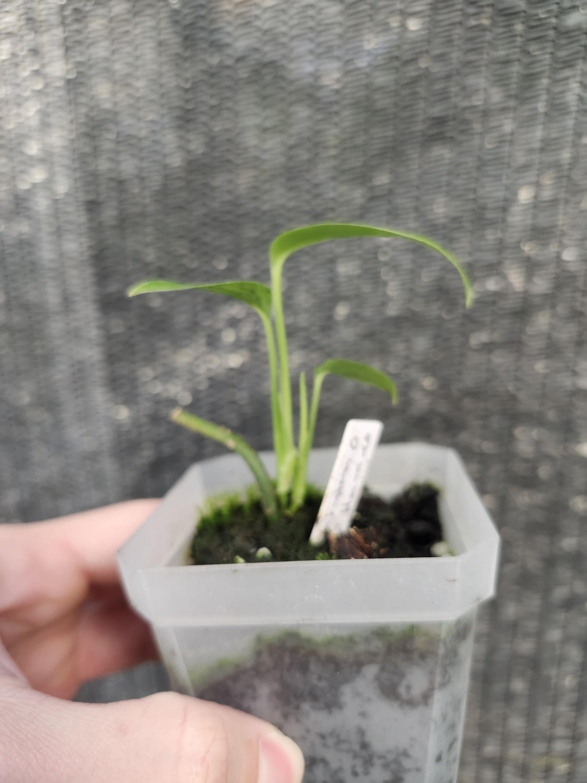 Monstera Obliqua Huanuco