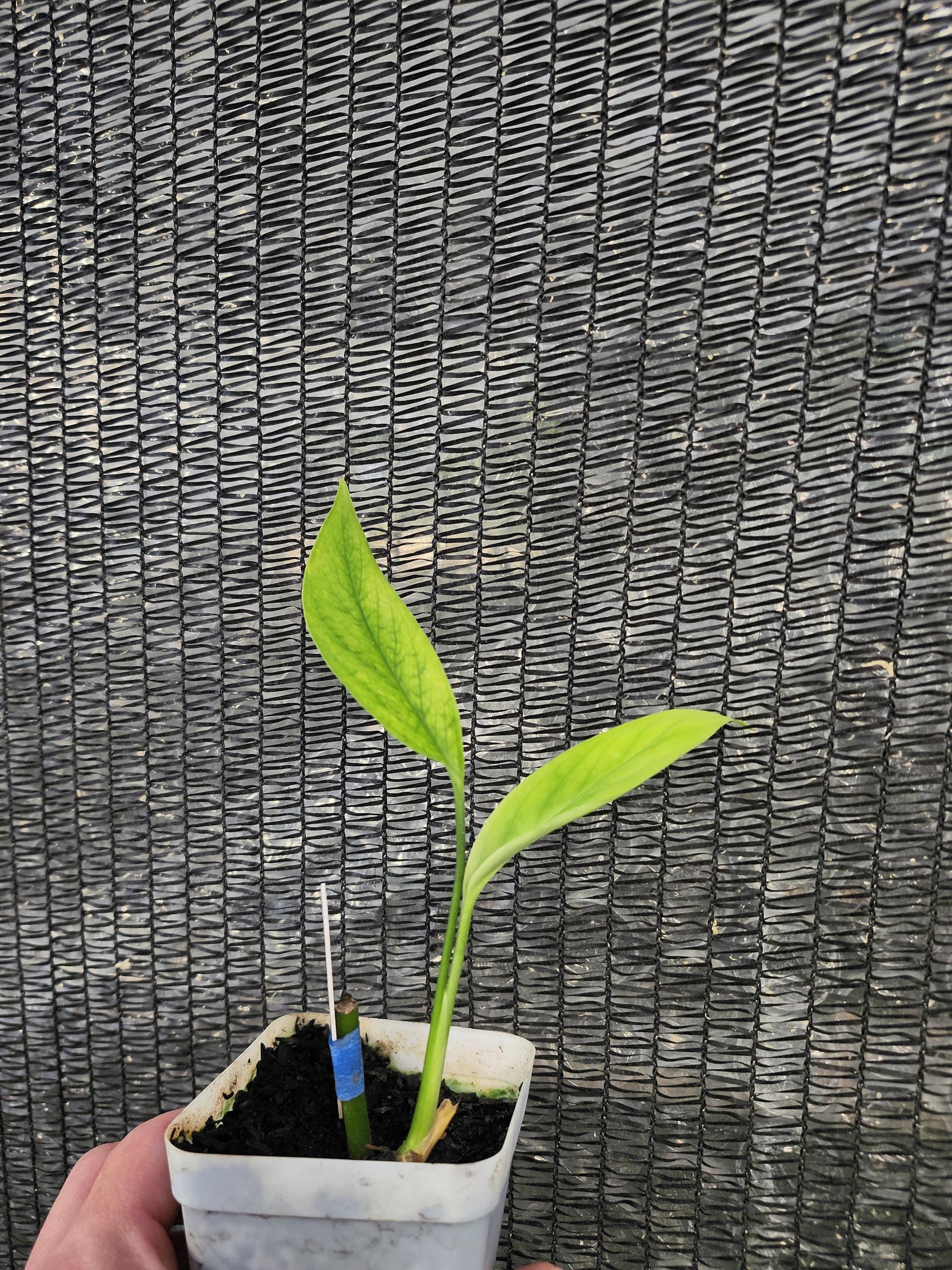 Monstera Bocaretensis - Extreemly Rare