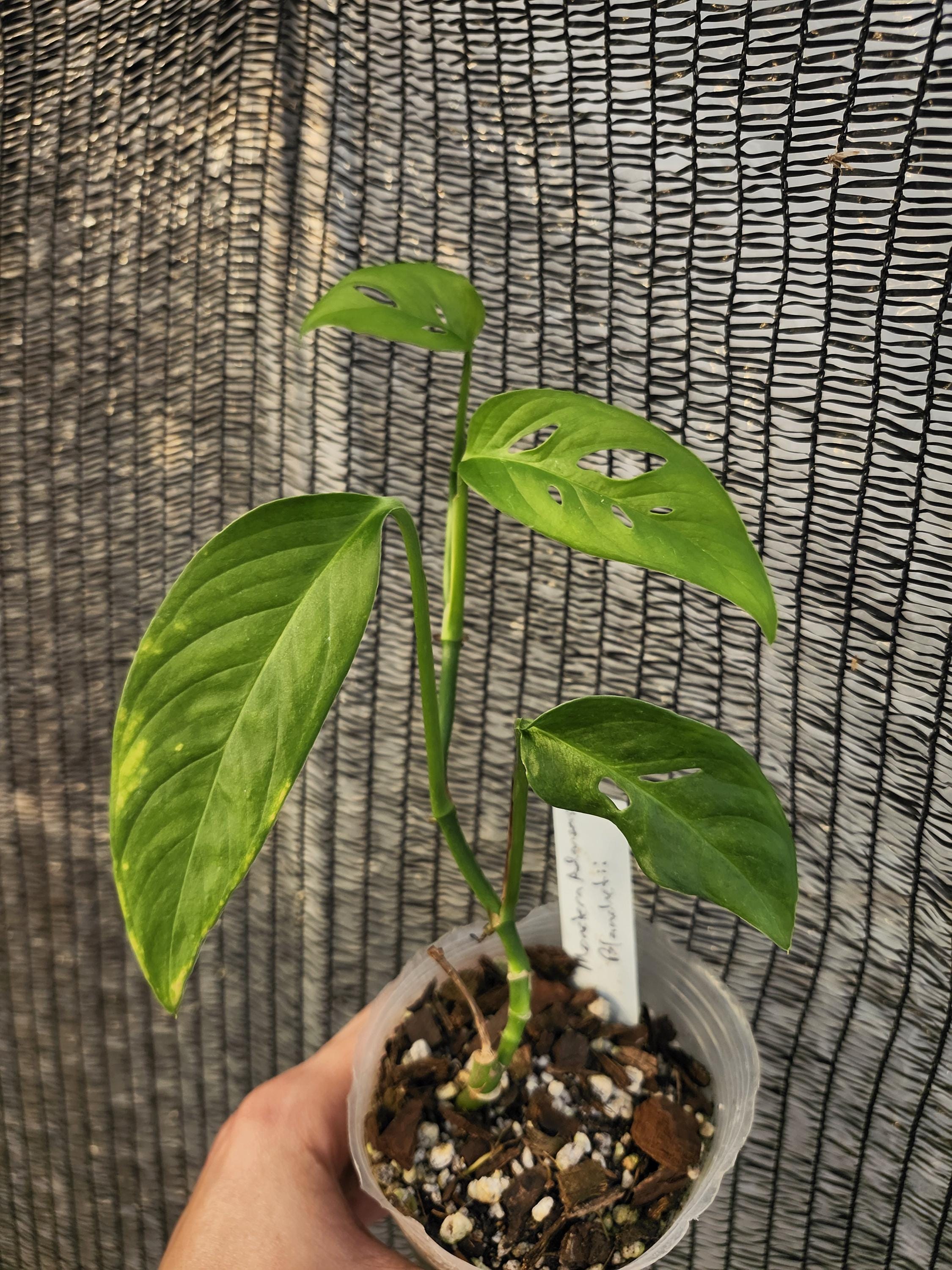 monstera adansonii var blanchetii Monstera Adansonii Blanchetii. – PileOPlants