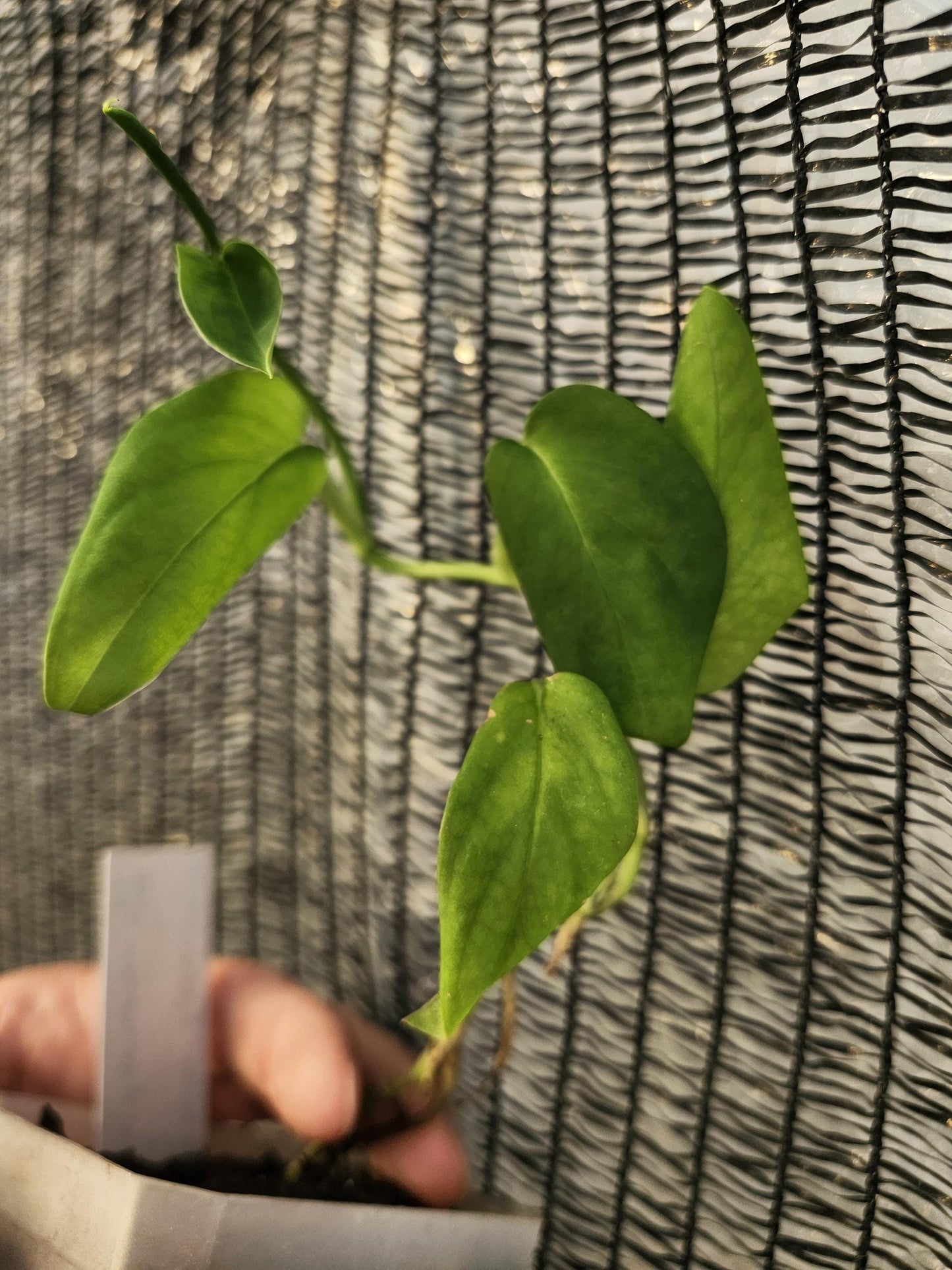 Monstera Spruceana