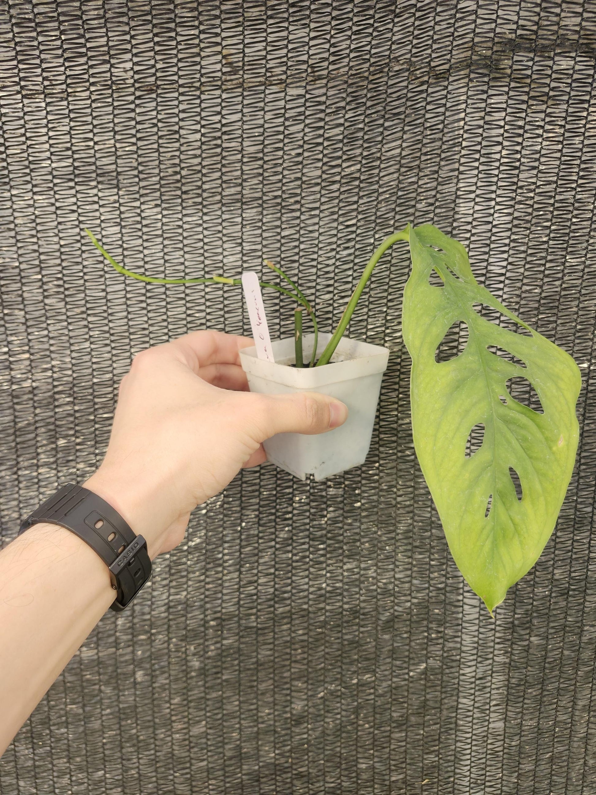 Monstera Obliqua Yasuni - Ecuador