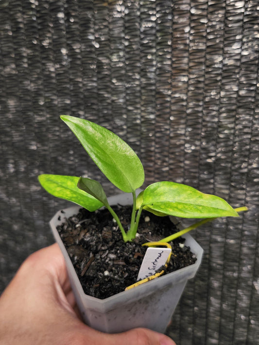 Monstera Obliqua Suriname