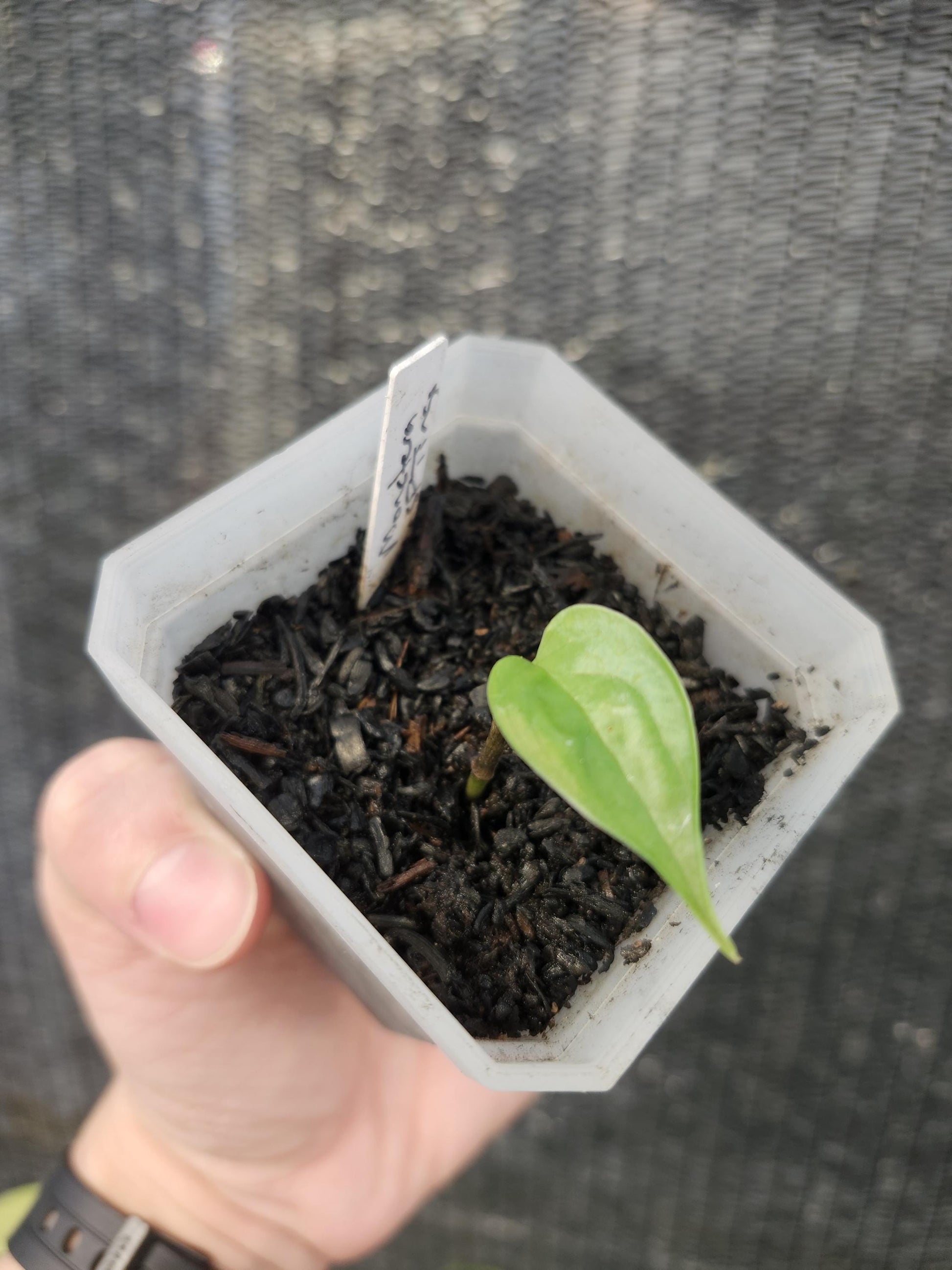 Monstera Sp Tingo