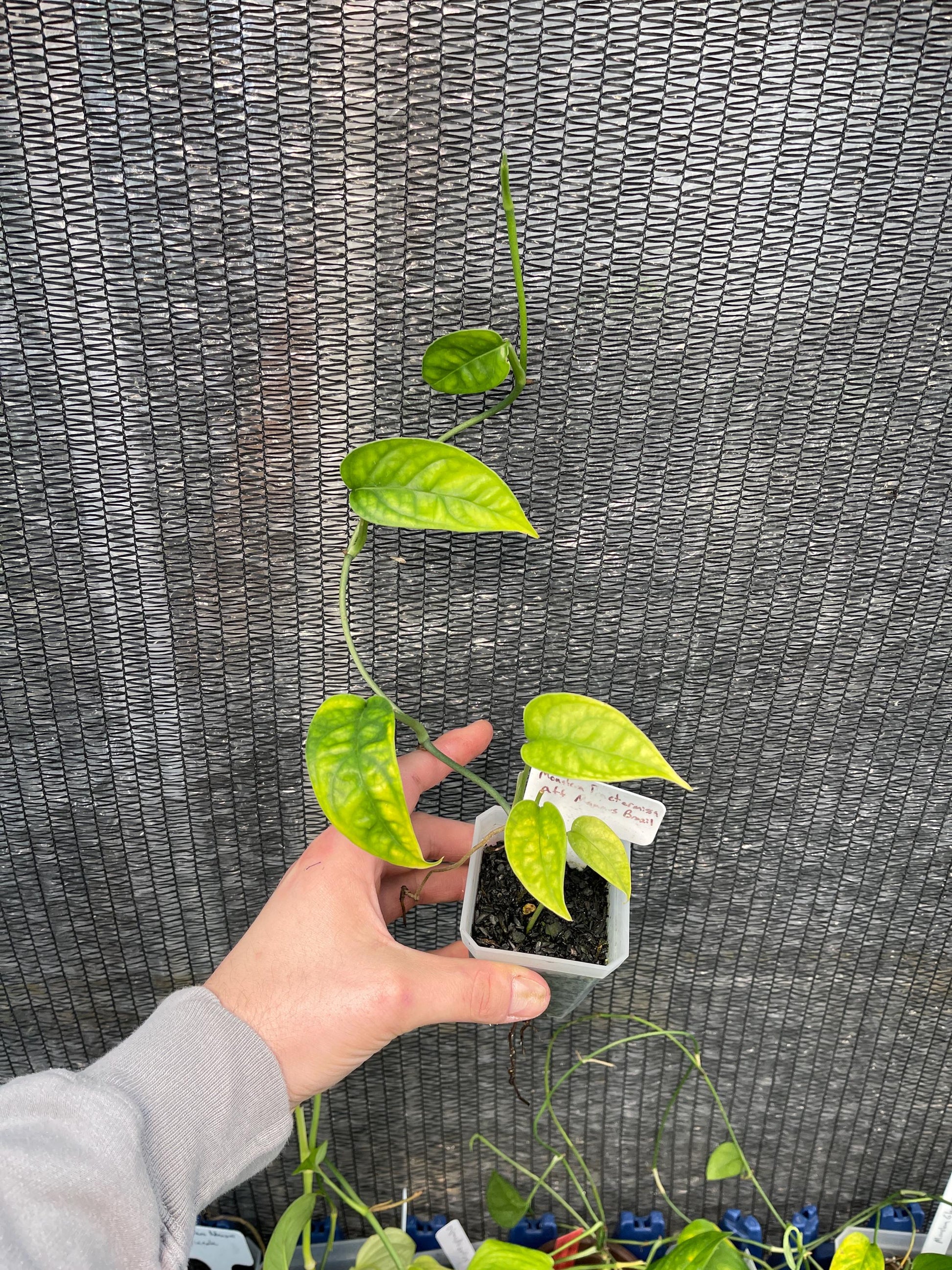 Monstera Pratemissma from Manaus Brazil - Extreemly Rare