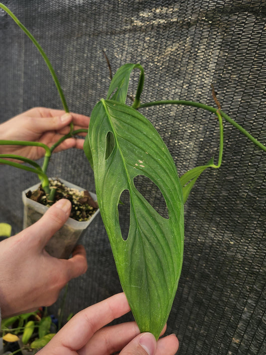 Monstera Obliqua Santiago