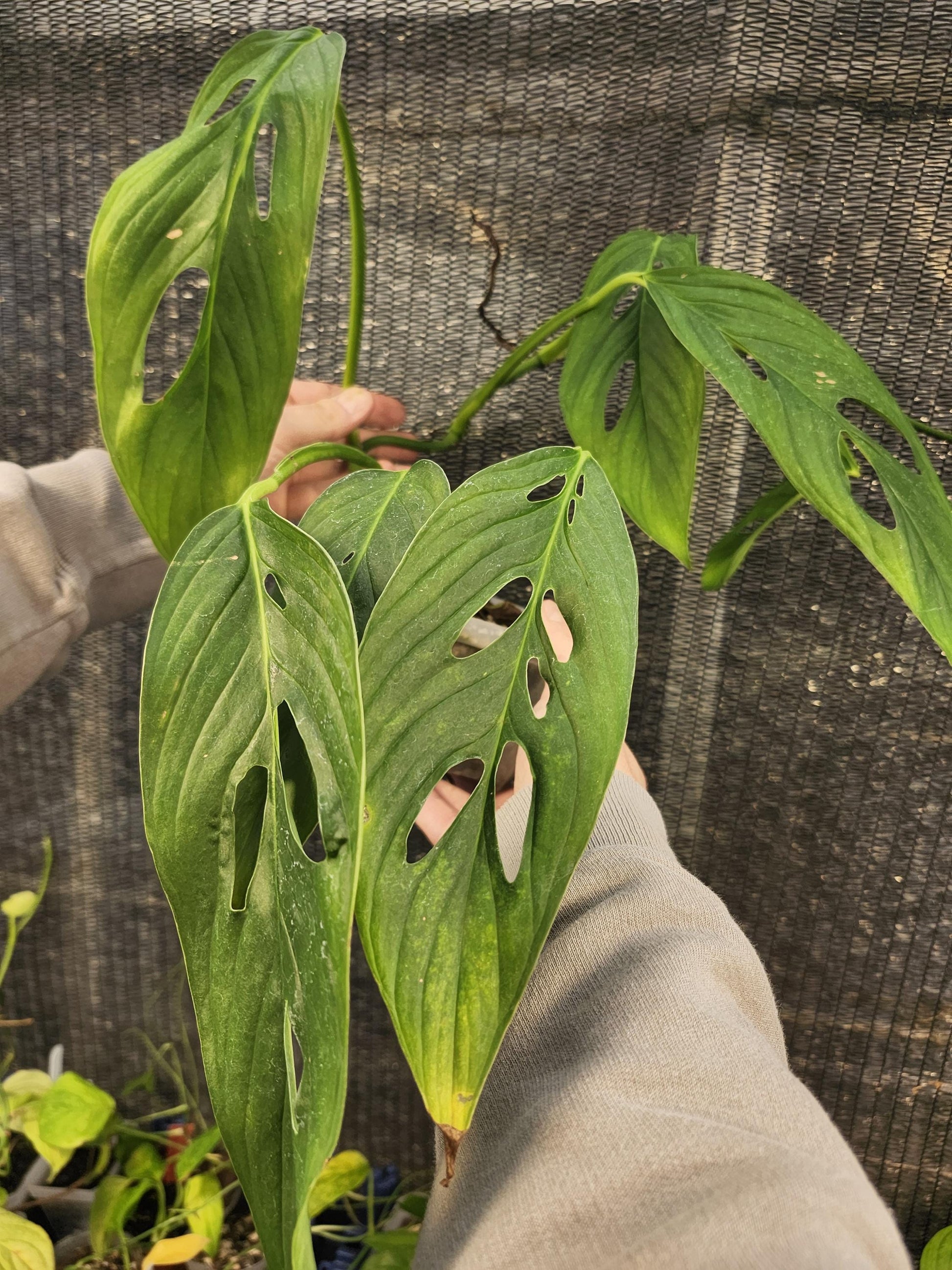 Monstera Obliqua Santiago