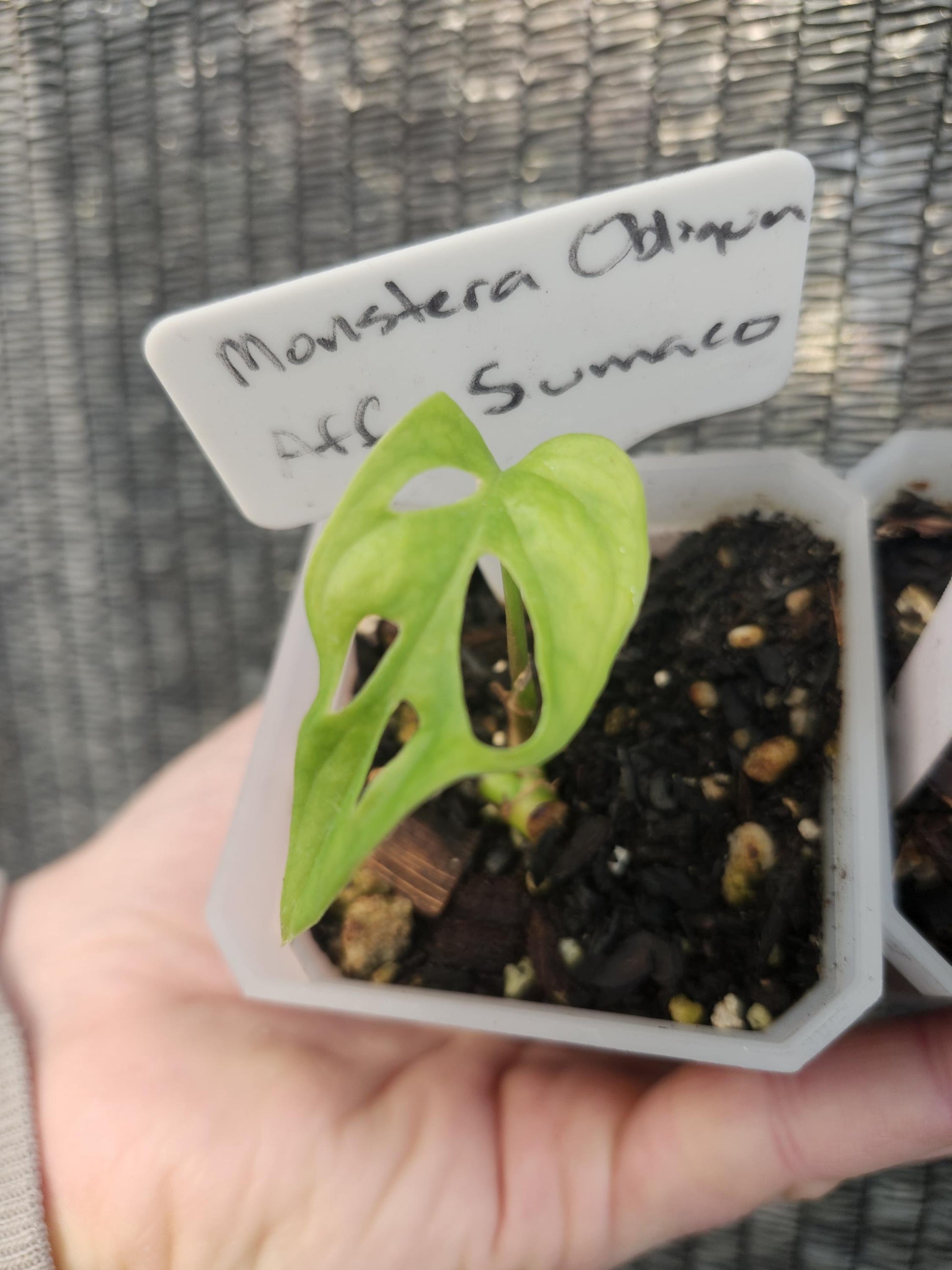 Monstera Obliqua AFF Sumaco