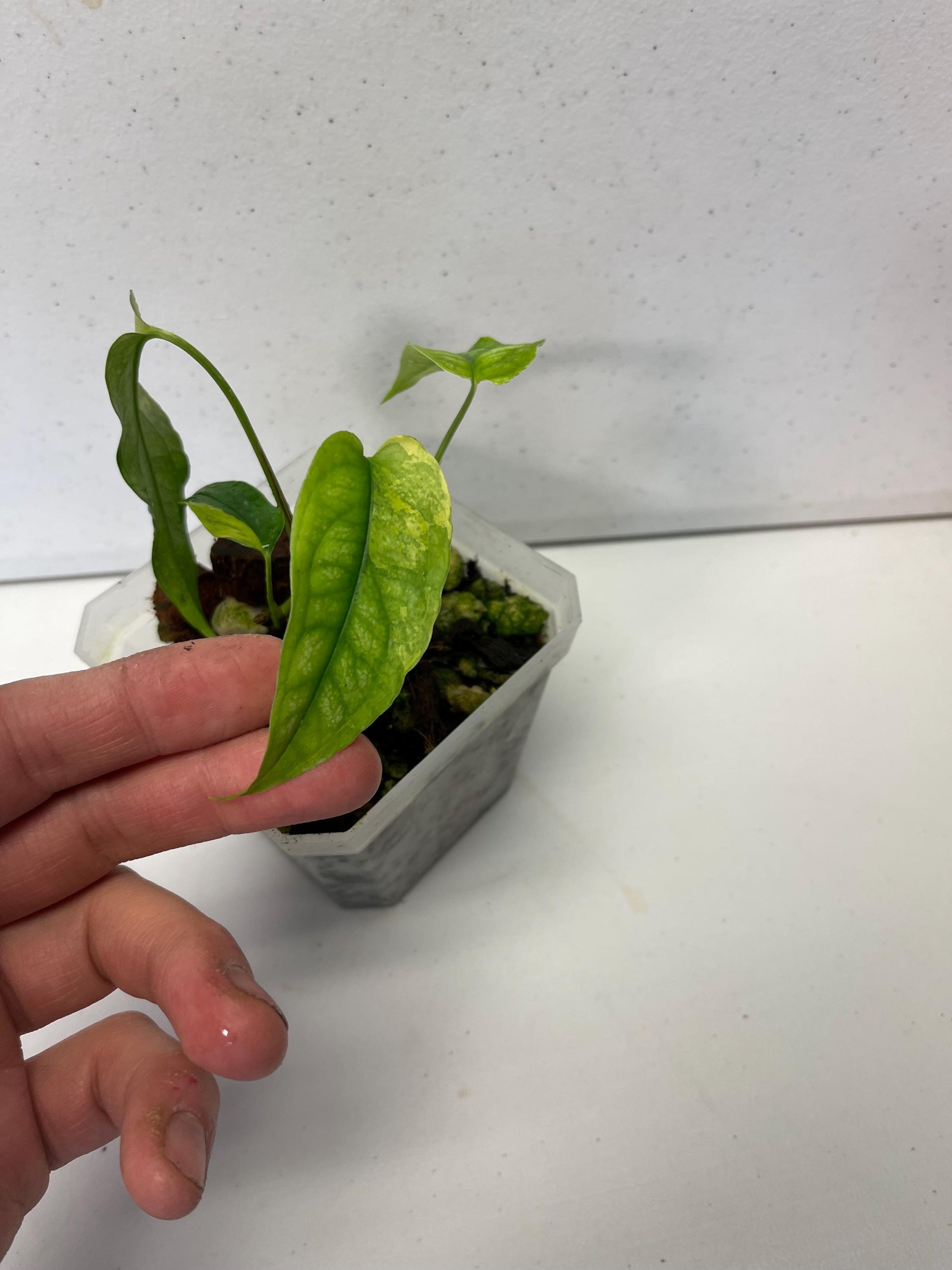 Monstera Siltepecana Aurea Variegated