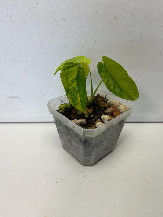 Monstera Siltepecana Aurea Variegated