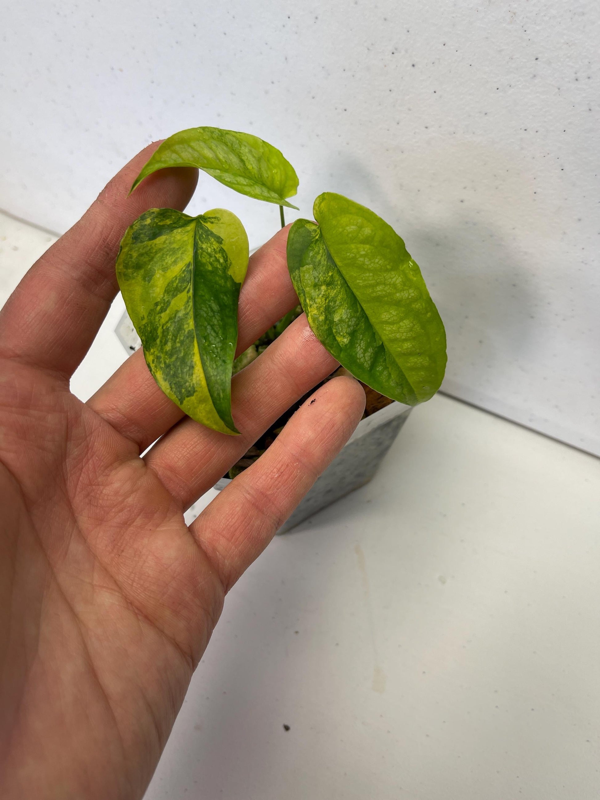 Monstera Siltepecana Aurea Variegated