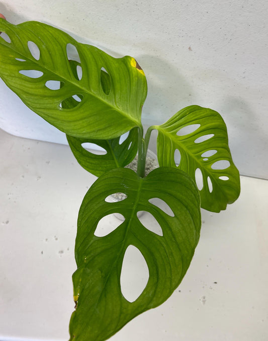 Monstera Obliqua Tambo