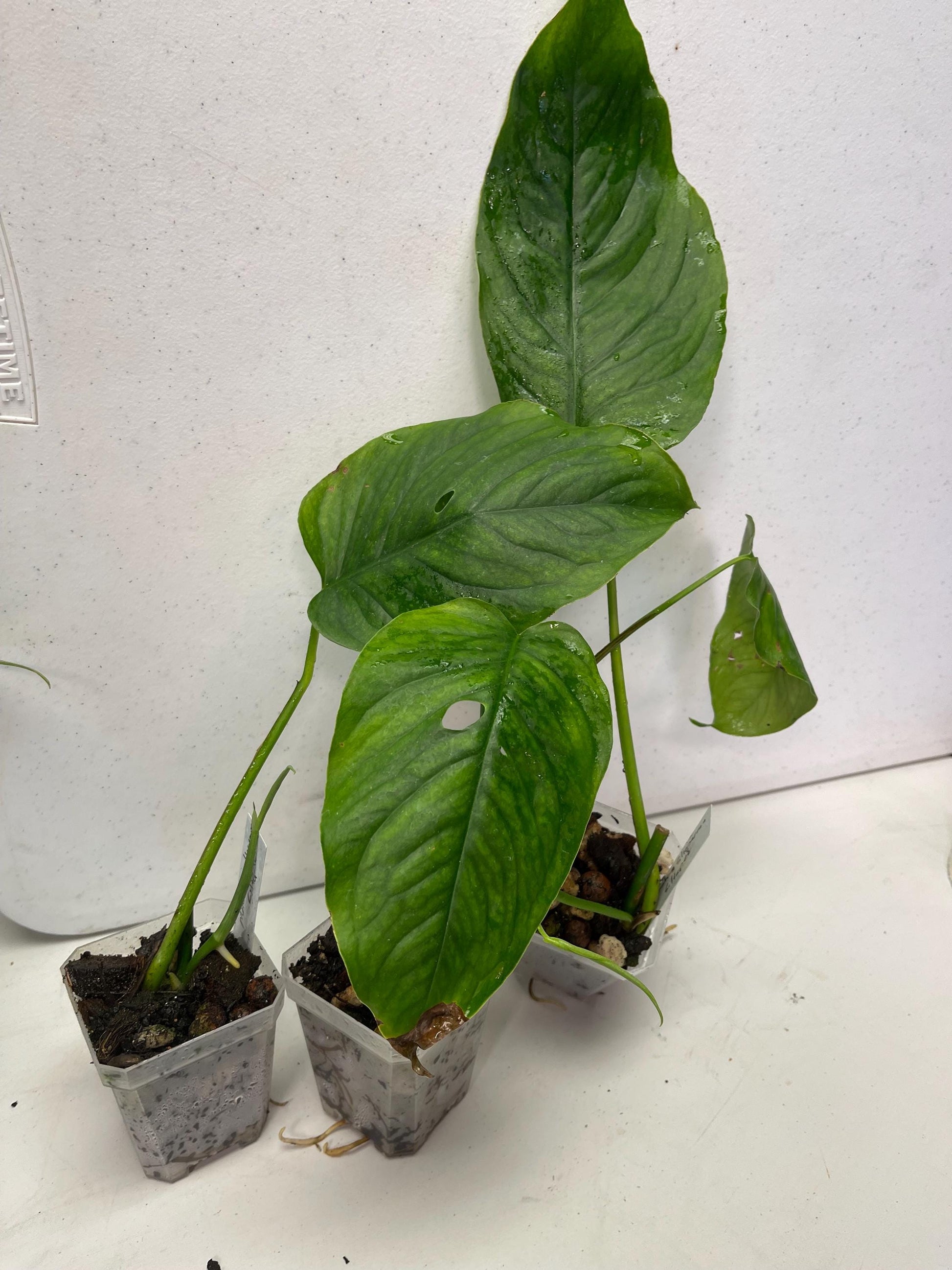 Monstera Siltepecana from Siltepec, Mexico