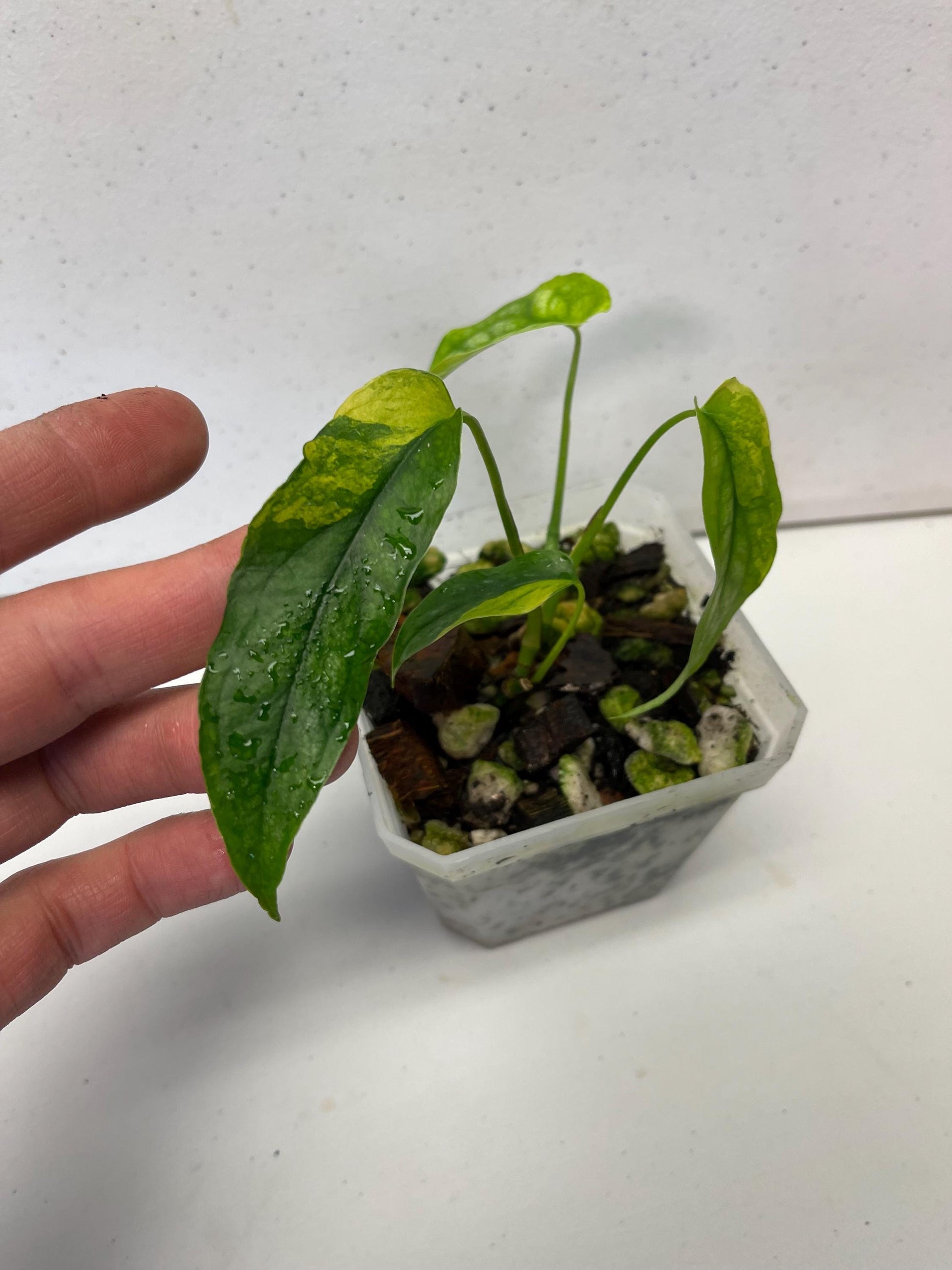 Monstera Siltepecana Aurea Variegated