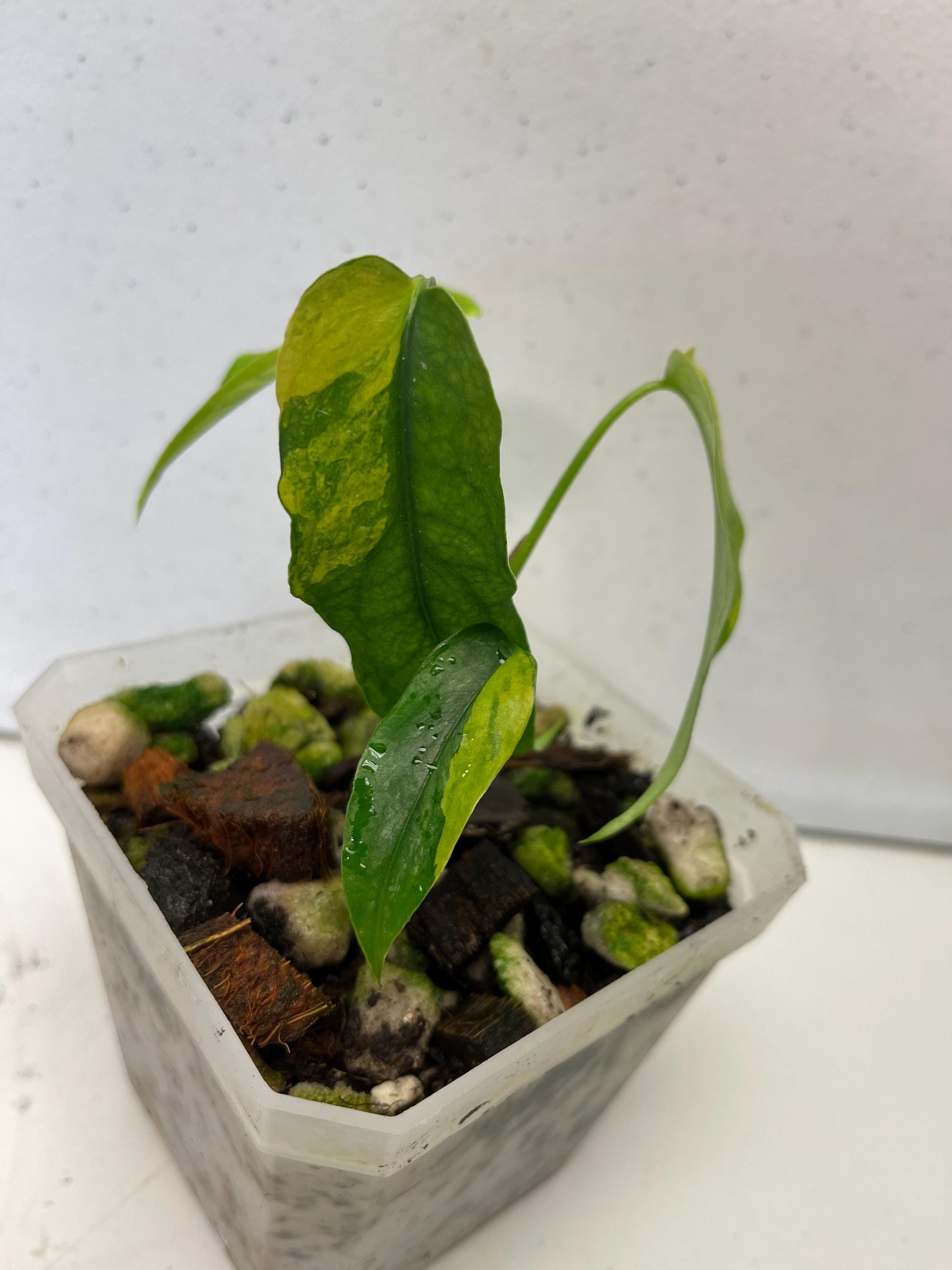 Monstera Siltepecana Aurea Variegated