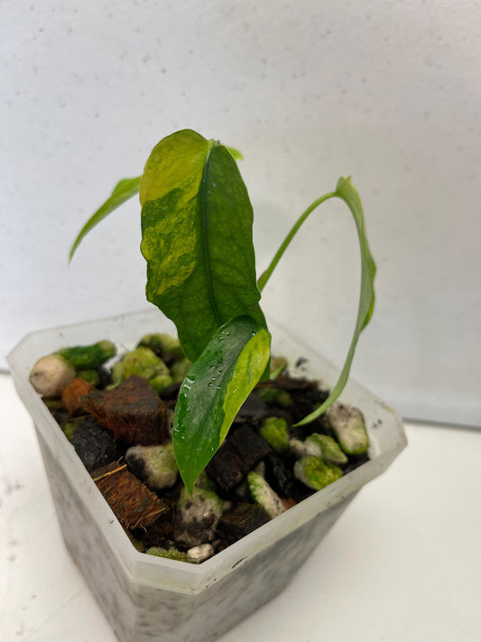 Monstera Siltepecana Aurea Variegated