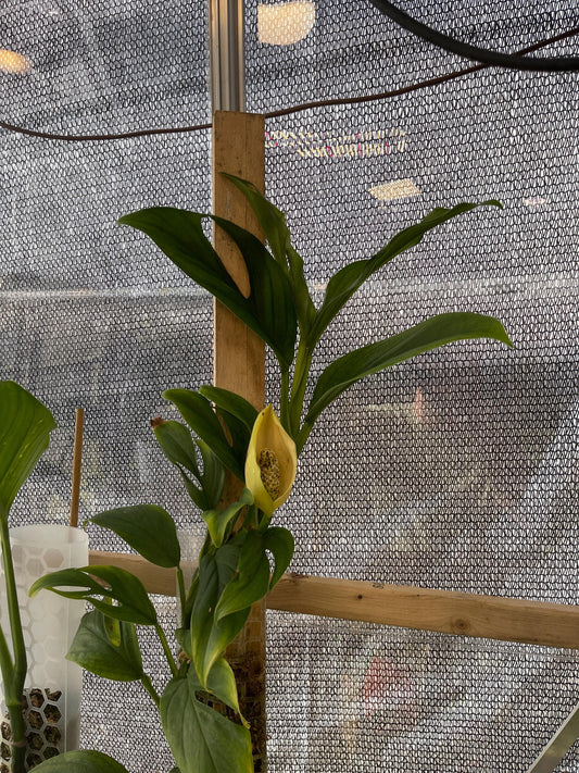 Monstera Dissecta