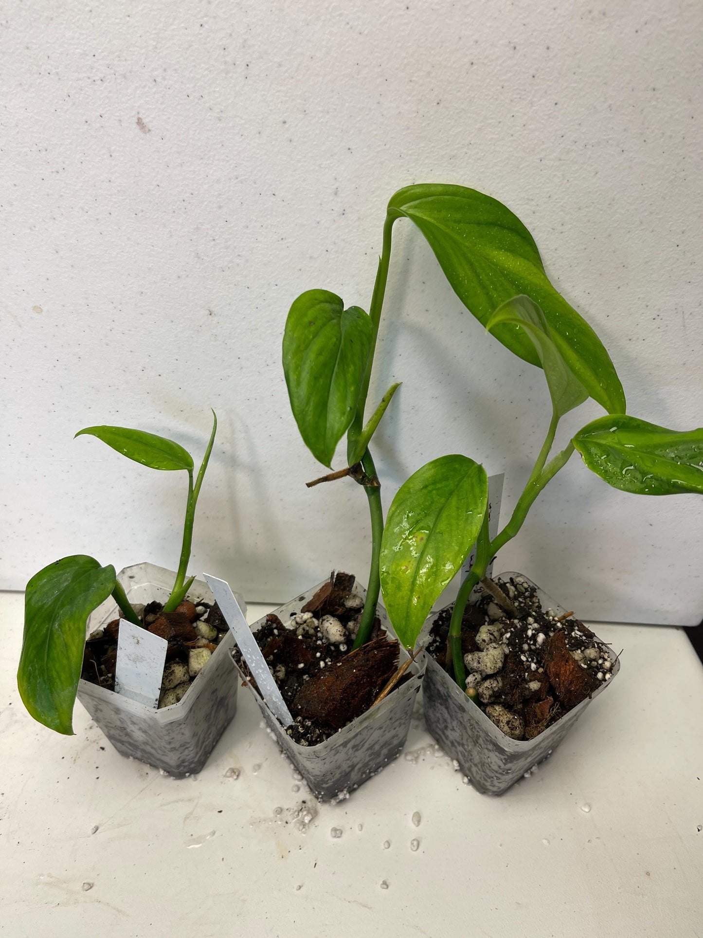 Monstera Adansonii Basse-Terre Guadeloupe