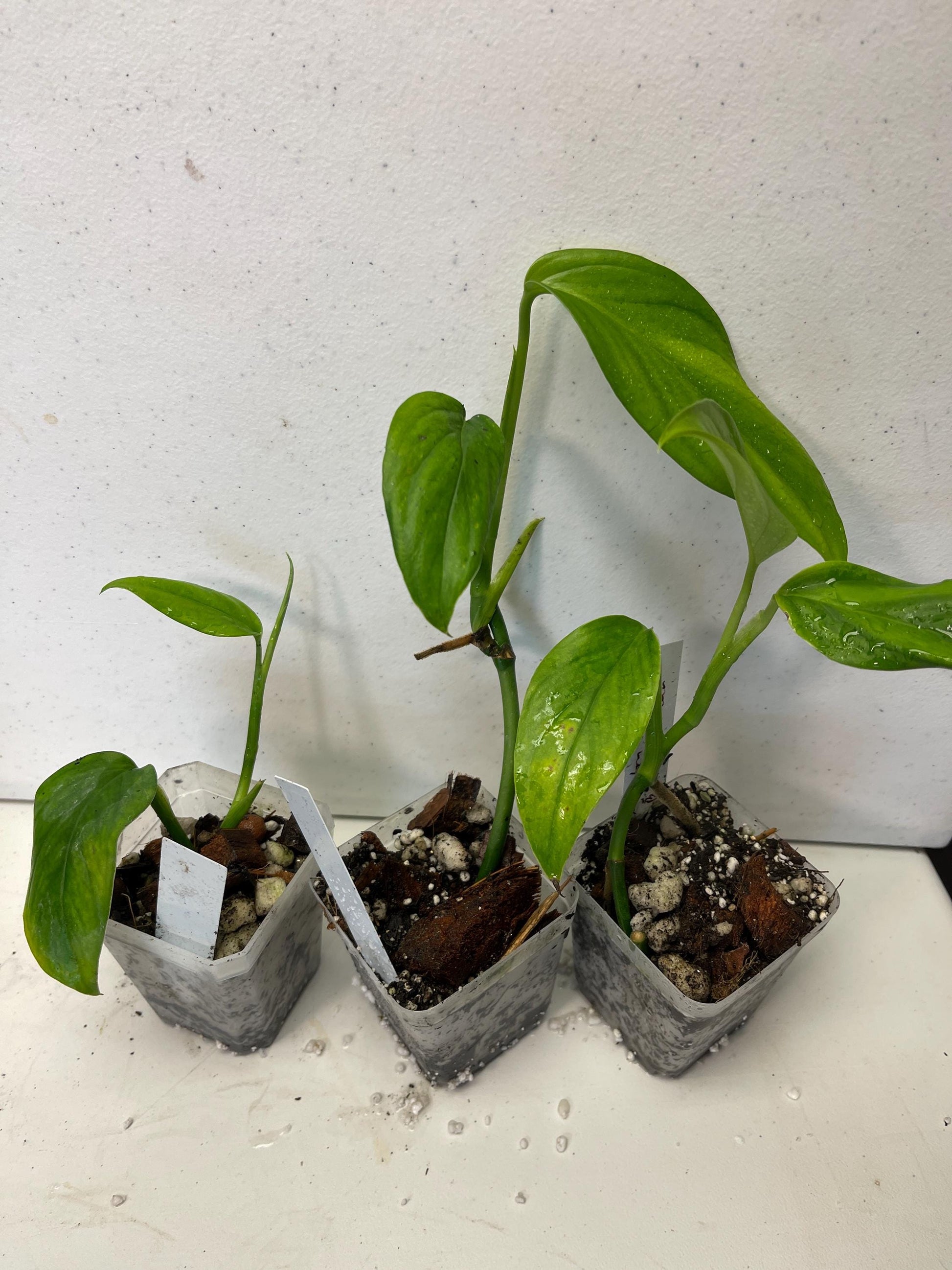 Monstera Adansonii Basse-Terre Guadeloupe
