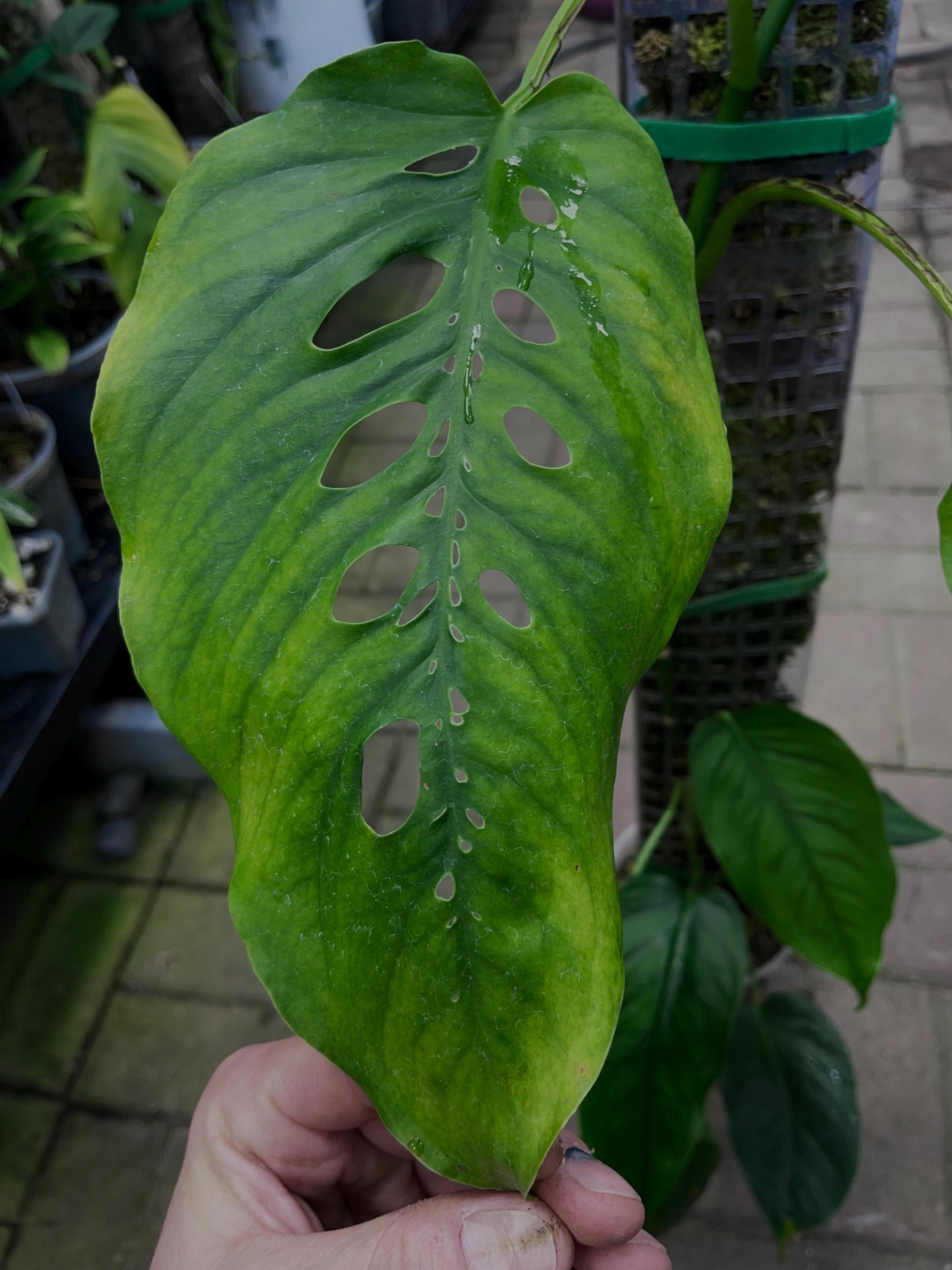 Monstera Siltepecana from Siltepec, Mexico