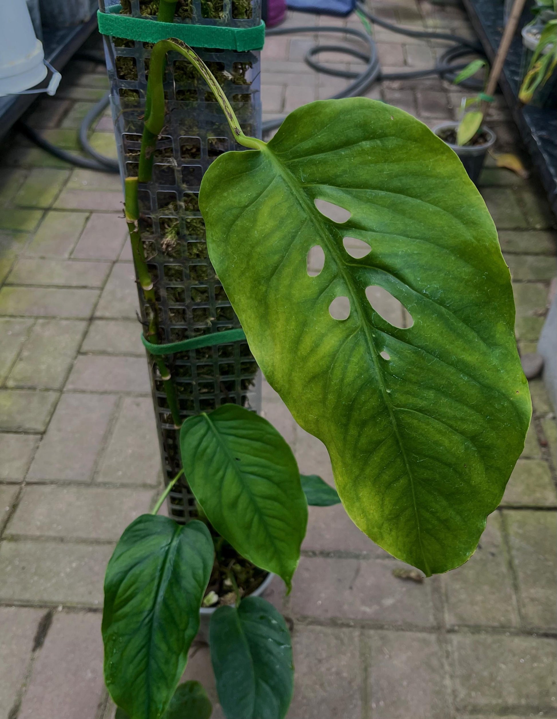 Monstera Siltepecana from Siltepec, Mexico