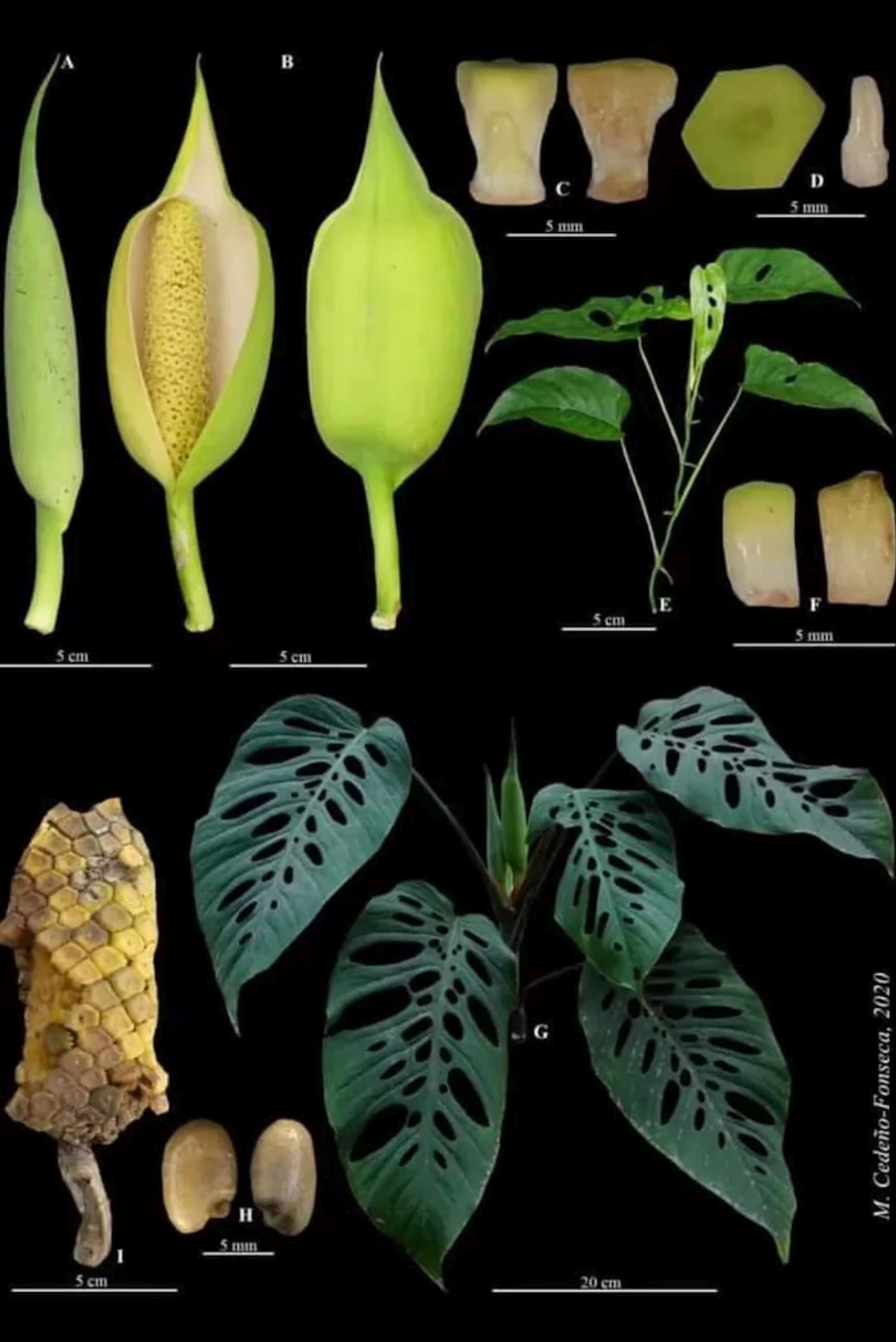 Monstera Siltepecana from Siltepec, Mexico