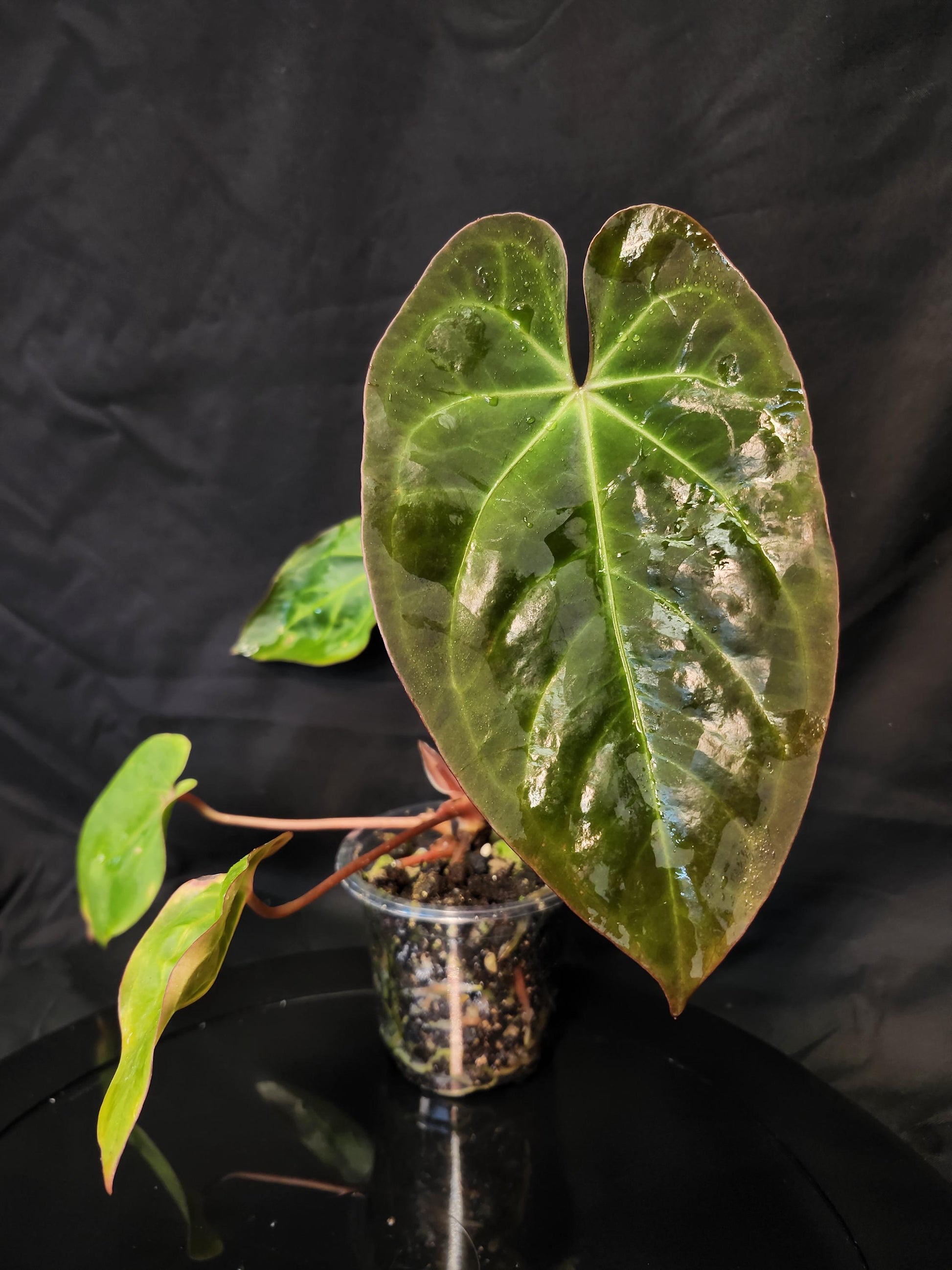 Anthurium (NSE Portillae x Pap) x Scott's Papillilaminum