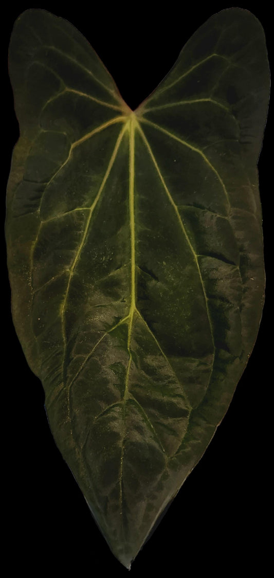 Anthurium (NSE Portillae x Pap) x Scott's Papillilaminum