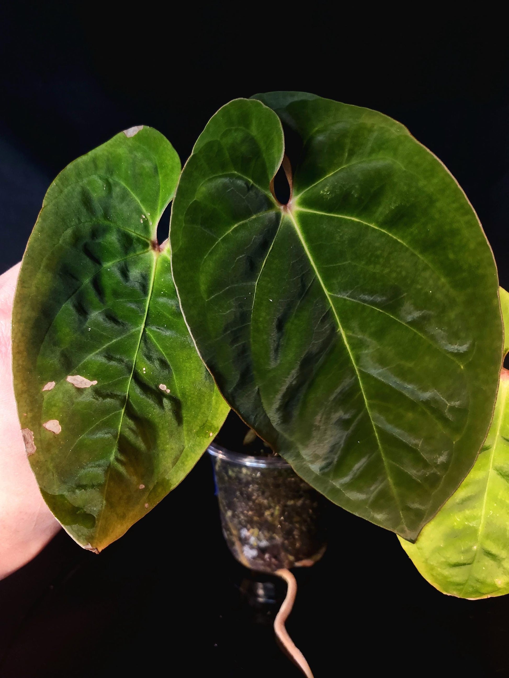 Anthurium (NSE Portillae x Pap) x Red Spider