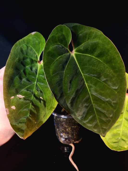 Anthurium (NSE Portillae x Pap) x Red Spider