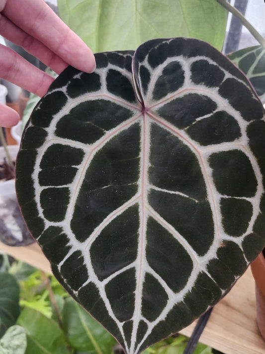 Anthurium (SKG Grey x Red Crystallinum) x (RC x Dark Magnificum)
