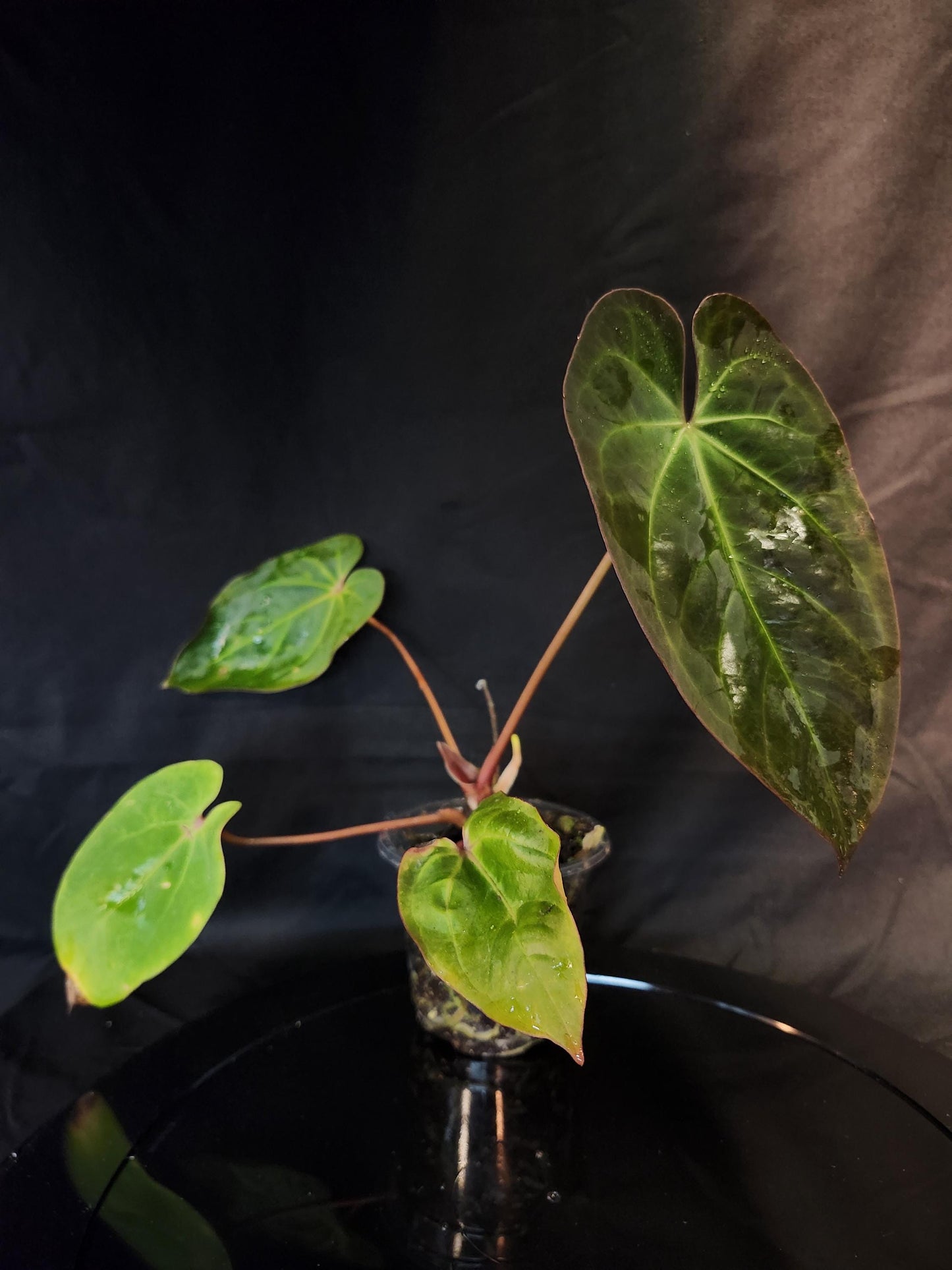 Anthurium (NSE Portillae x Pap) x Scott's Papillilaminum