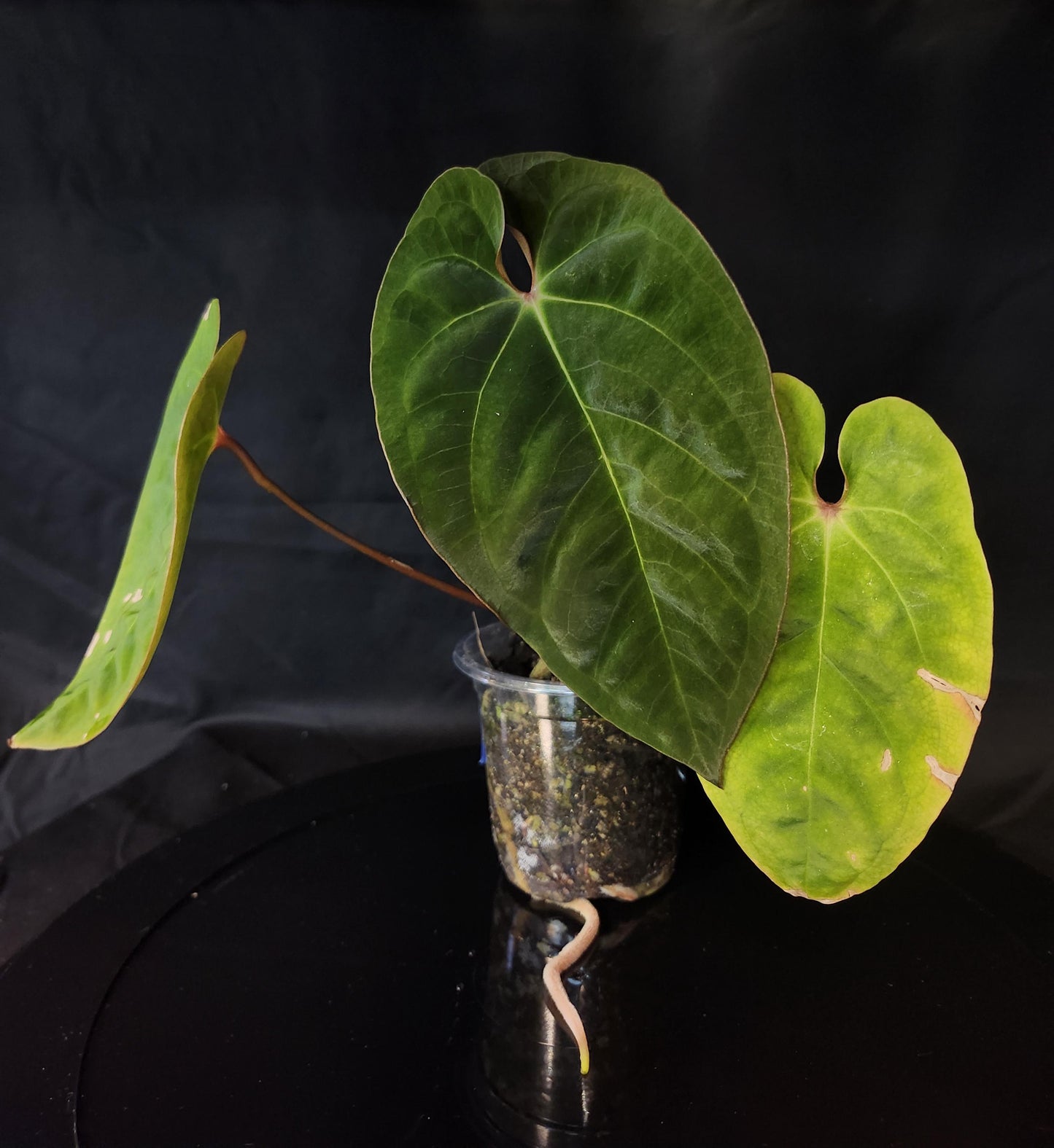 Anthurium (NSE Portillae x Pap) x Red Spider