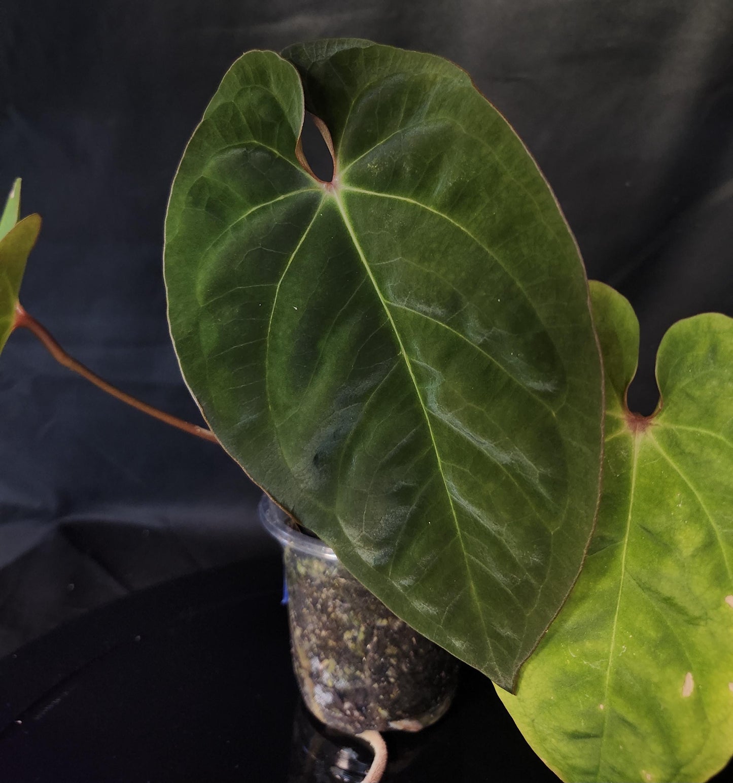 Anthurium (NSE Portillae x Pap) x Red Spider