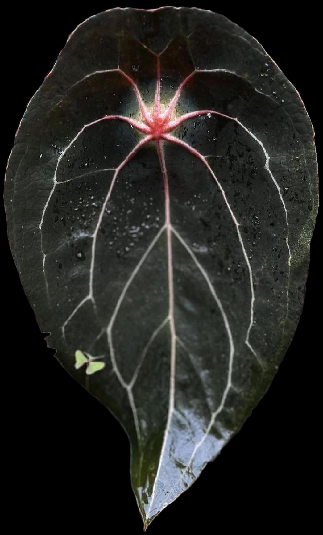 Anthurium (NSE Portillae x Pap) x Red Spider