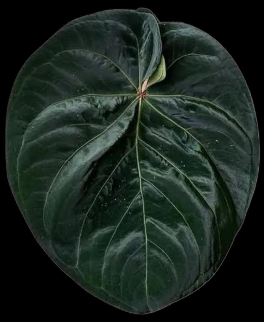Anthurium Hoffmanii x (BVEP x Forgetii)