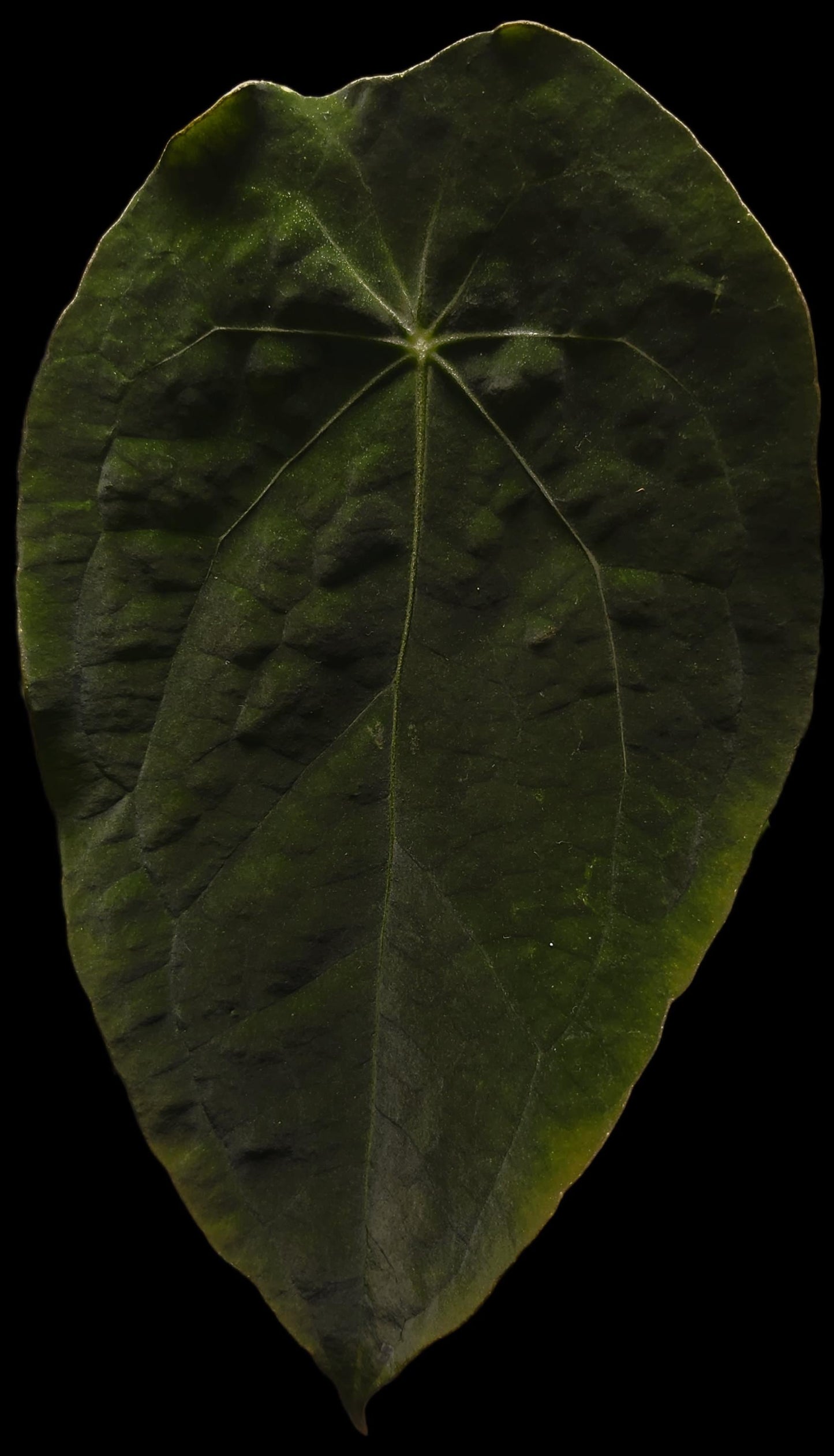 Anthurium Hoffmanii x (BVEP x Forgetii)