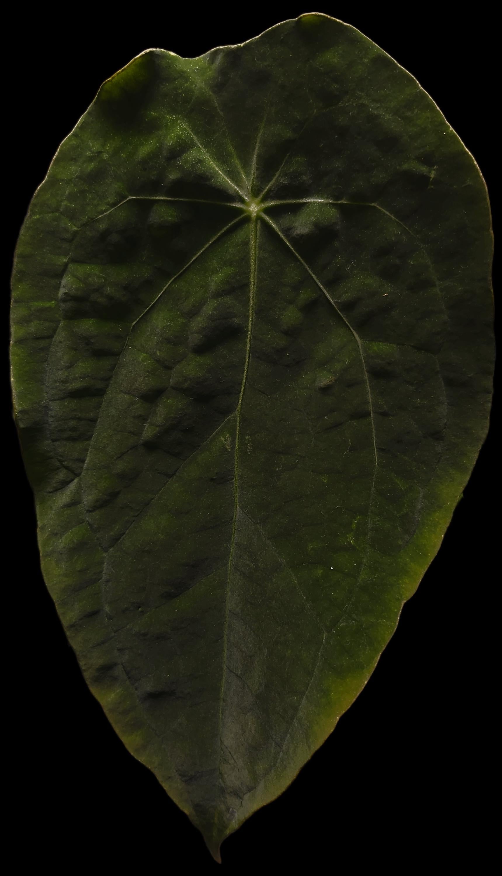 Anthurium Hoffmanii x (BVEP x Forgetii)