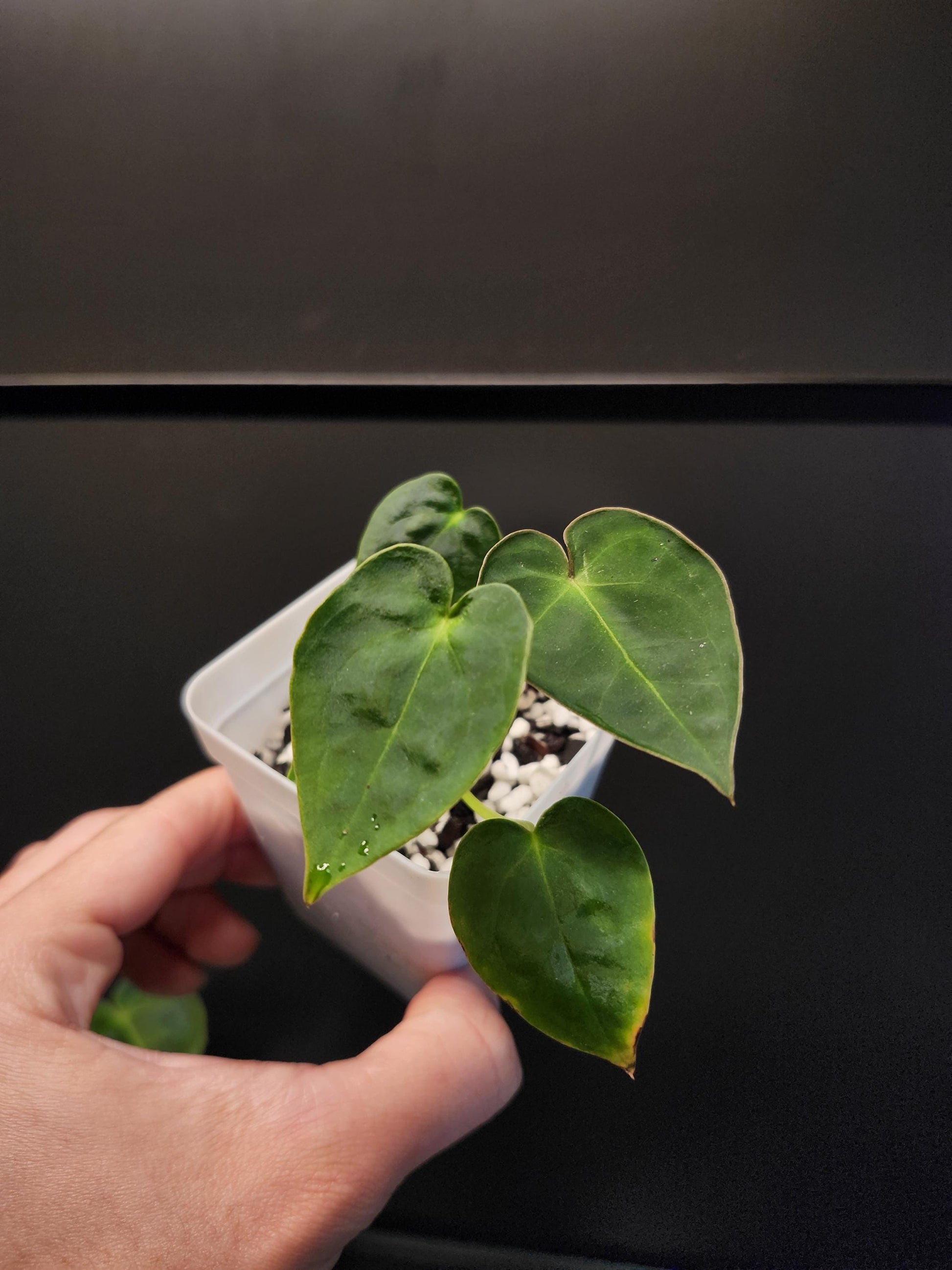 Anthurium Hoffmanii x (BVEP x Forgetii)