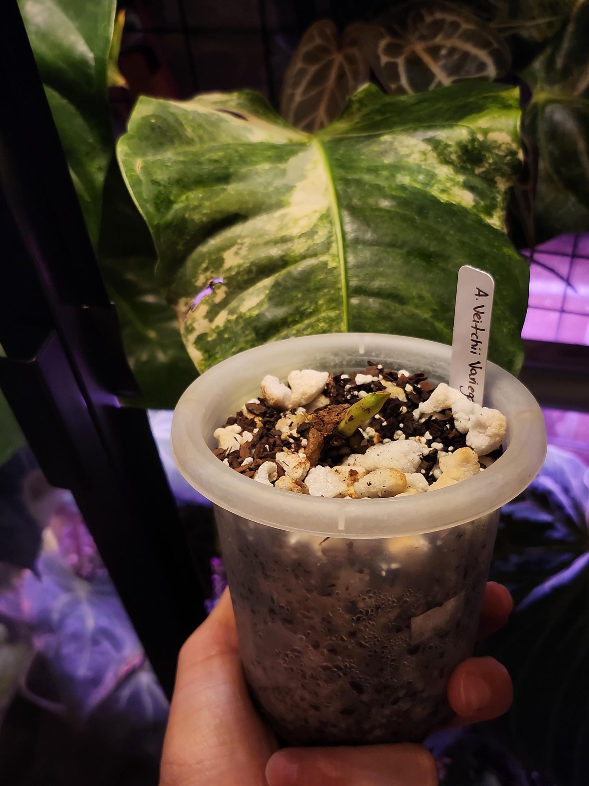 Anthurium Veitchii "The King" Variegated (*Rare Item*)