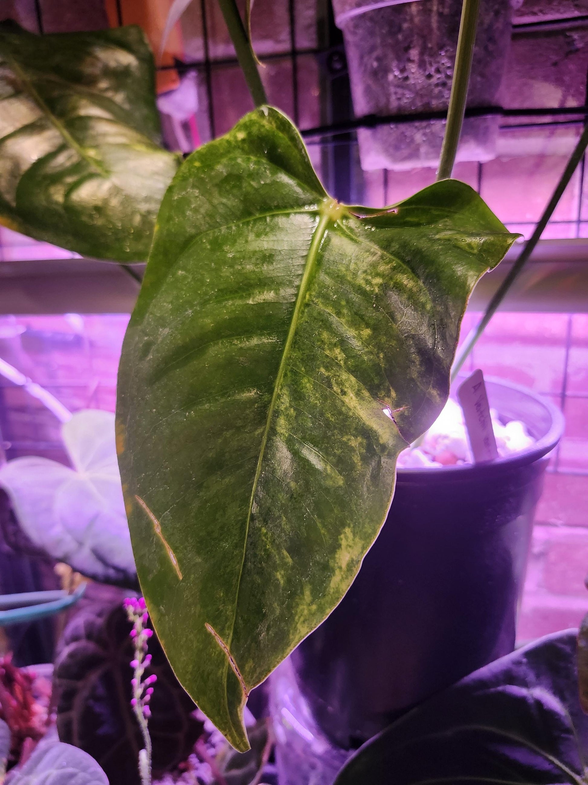 Anthurium Veitchii "The King" Variegated (*Rare Item*)