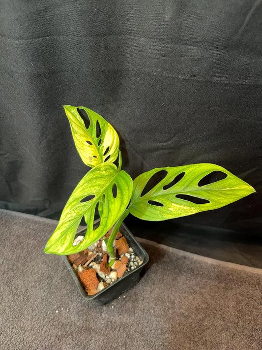 Monstera Adansonii Variegated Aurea