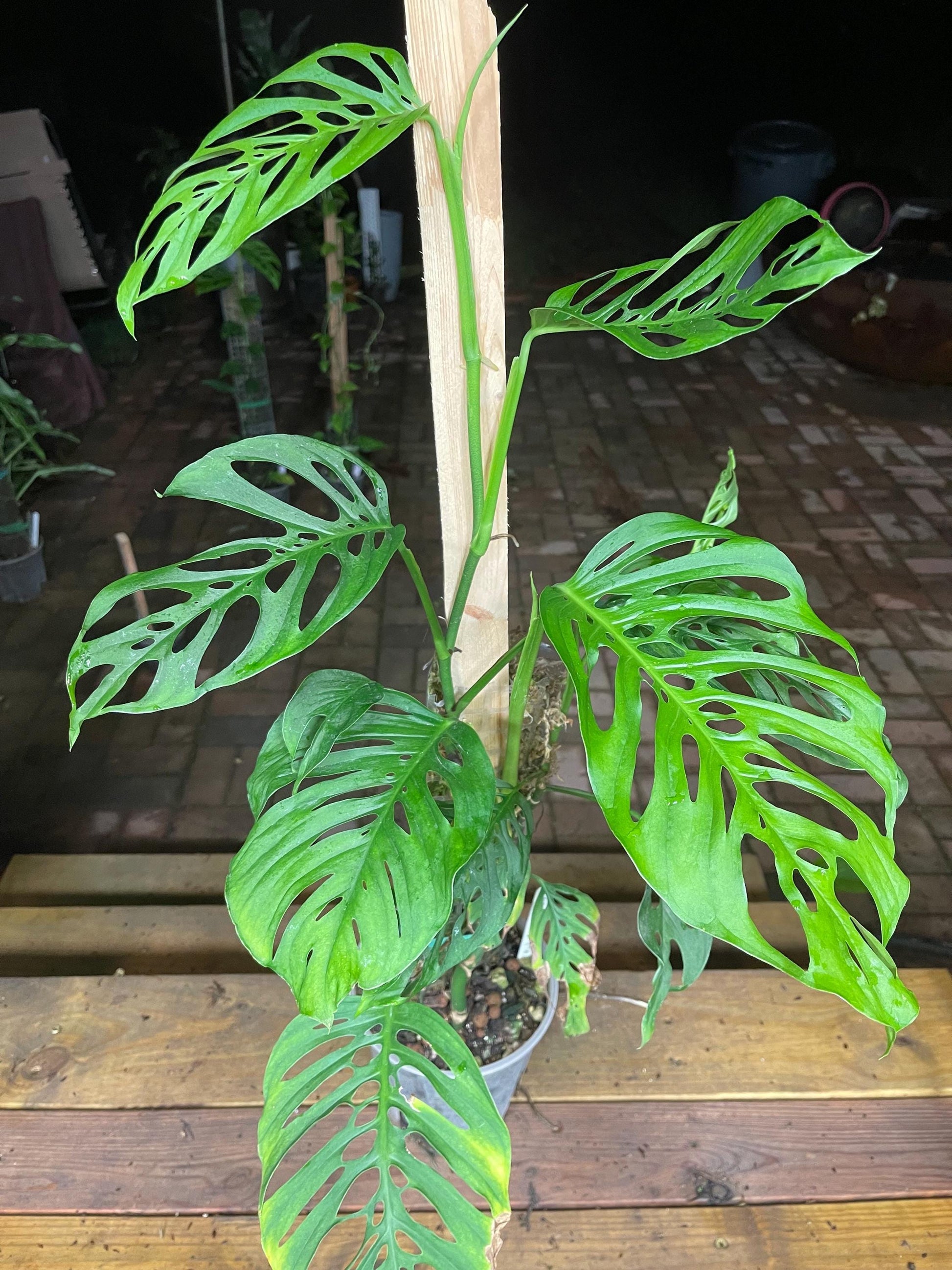 Monstera Adansonii Fairchild Double Window - Silky Leaves