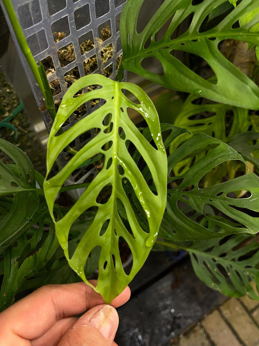 Monstera Adansonii Pequeña