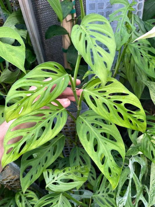 Monstera Mini Adansonii of Centeral Cordillera - Very Rare